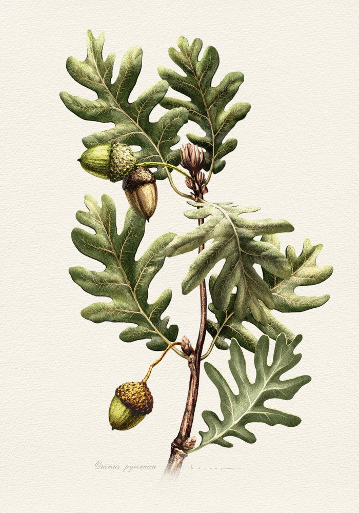 Pyrenean Oak Botanical Art by Juan Hernaz
