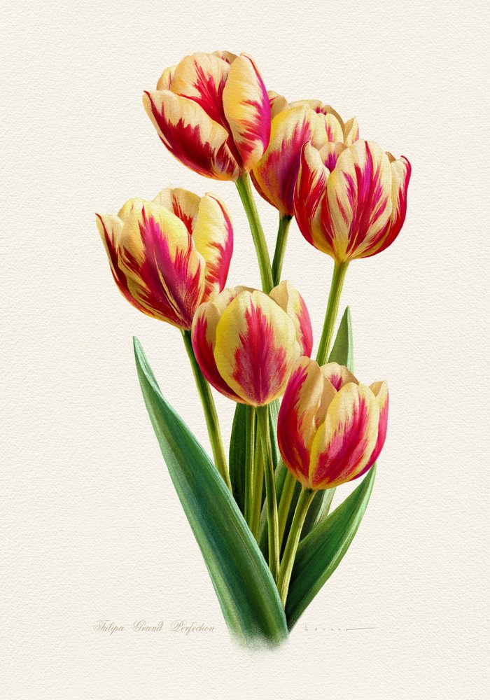 Vibrant Striped Tulips by Juan Hernaz