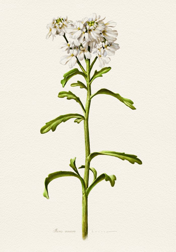 White Candytuft Botanical by Juan Hernaz
