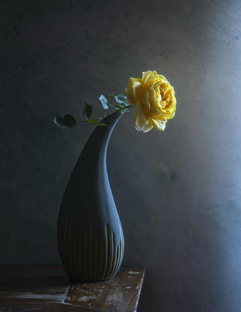 Moody Yellow Rose by Judy Tseng