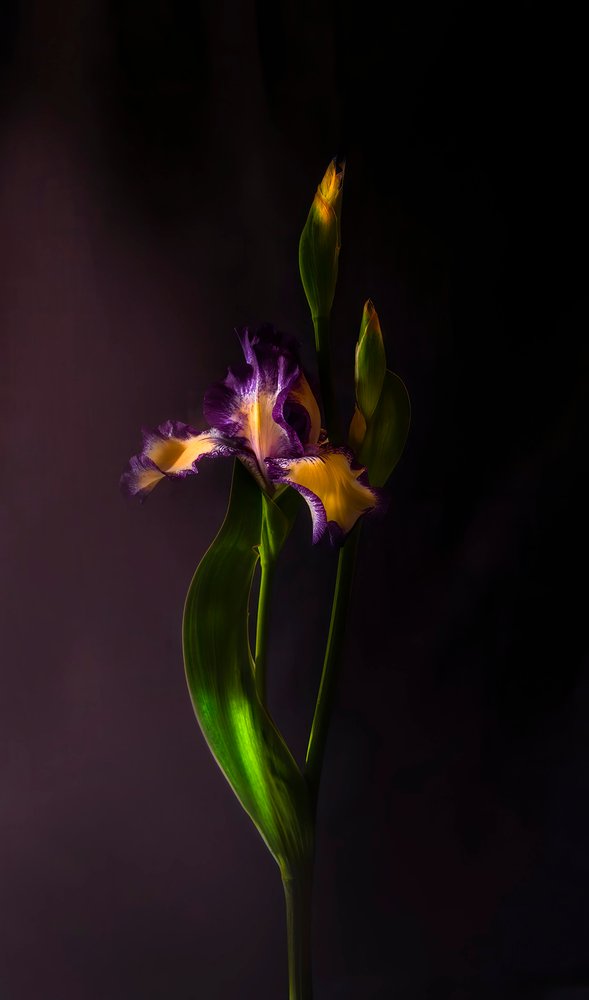 Vibrant Iris Bloom by Judy Tseng