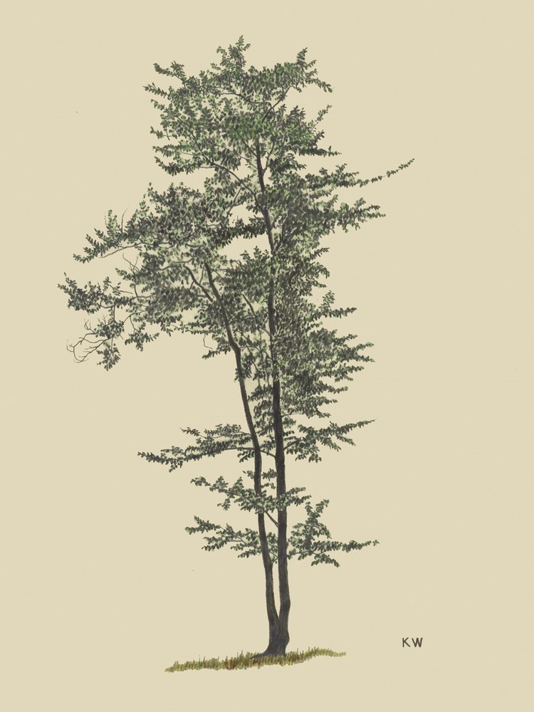 Deciduous Tree by Karl Wiener