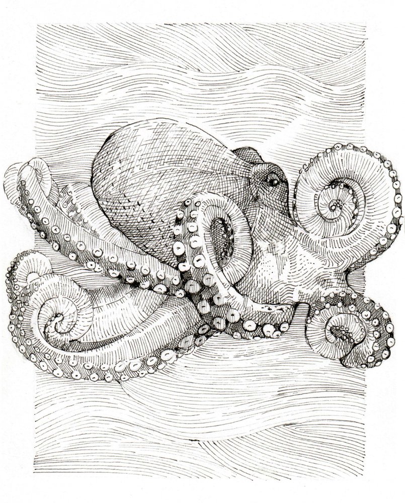 Black and White Octopus Line Drawing by Katie O'Shea