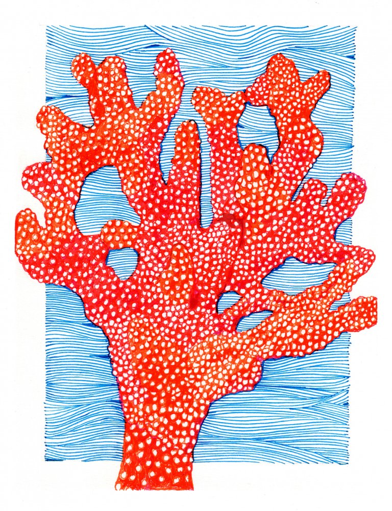 Vibrant Red Coral by Katie O'Shea