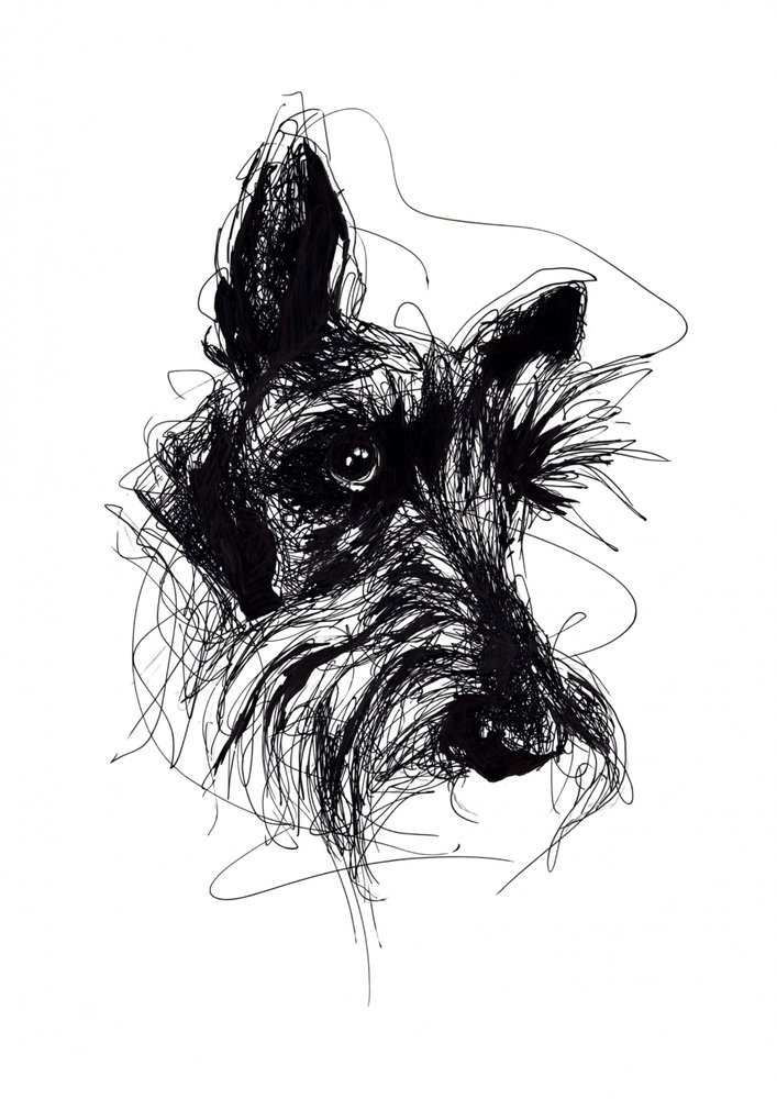 Expressive Scottish Terrier Sketch by Kiarra B