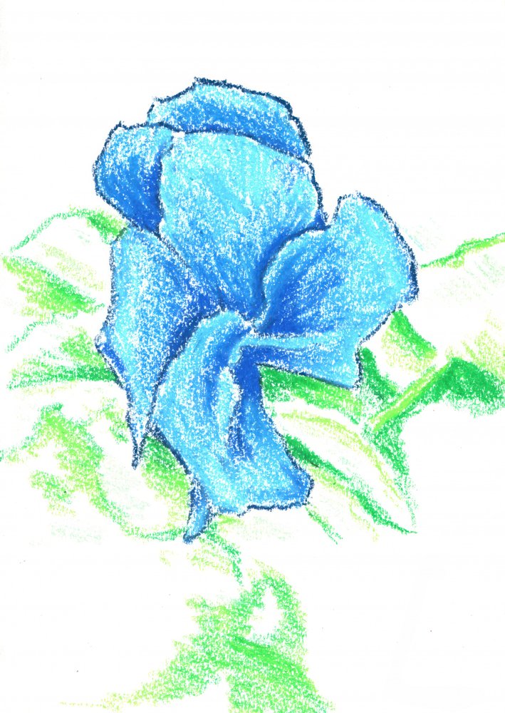 Bright Blue Flower Drawing by Kulik