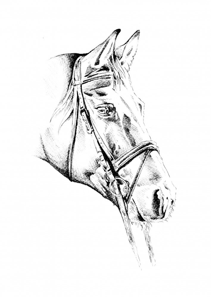 Elegant Bridled Horse by Kulik