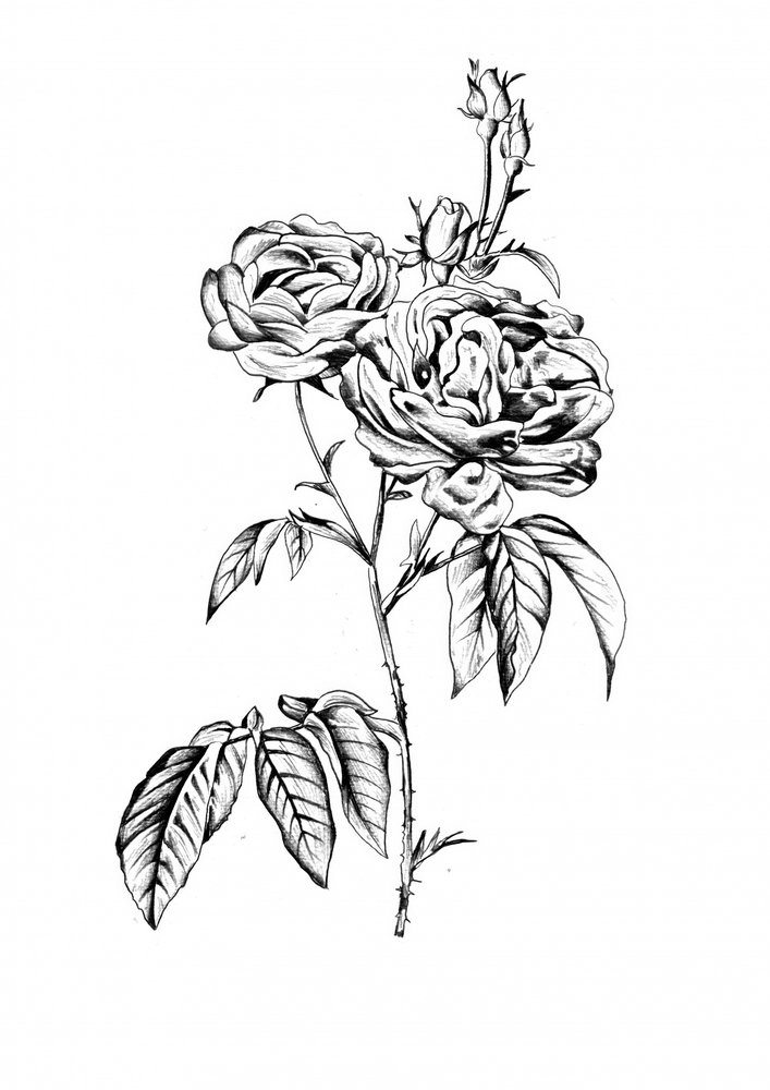 Elegant Rose Blooms by Kulik