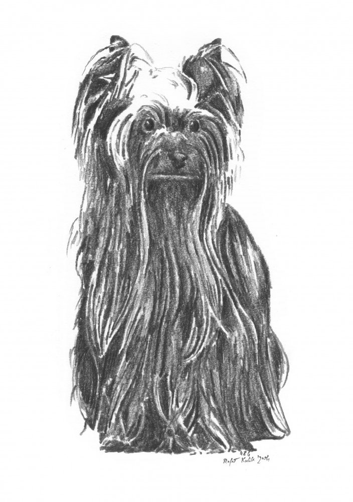 Elegant Yorkshire Terrier by Kulik