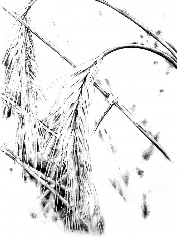 Graphic Grain Stalks by Kulik