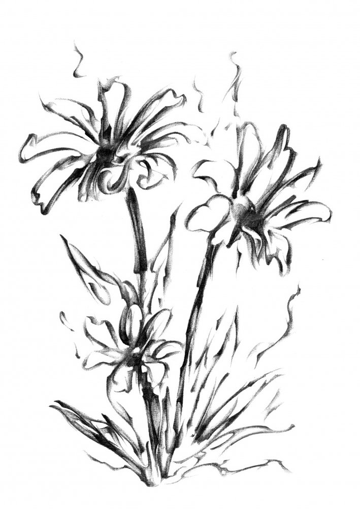 Monochrome Floral Sketch by Kulik
