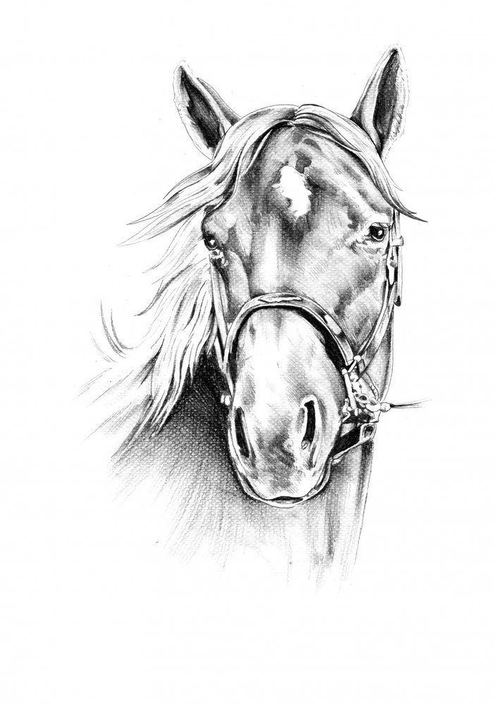 Noble Horse Drawing by Kulik