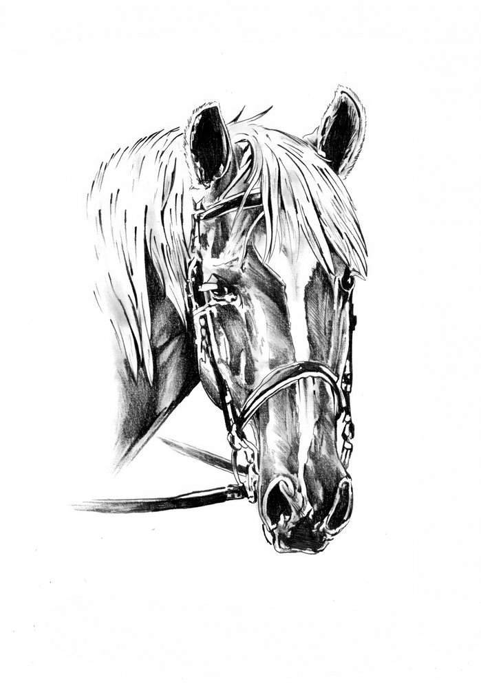 Noble Horse Portrait by Kulik