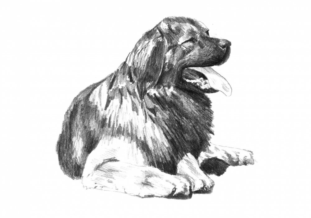 Panting Dog Drawing by Kulik