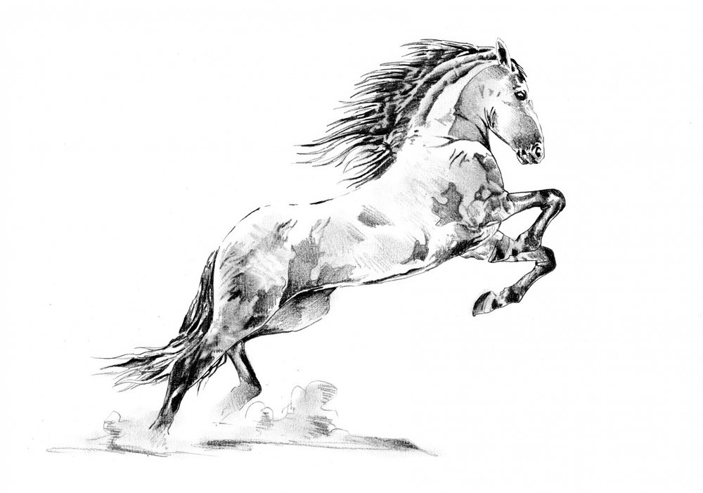 Rearing Appaloosa Horse by Kulik