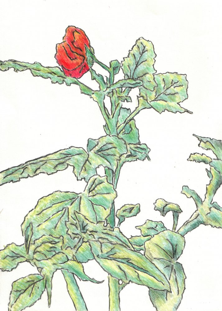 Red Flower Bud by Kulik