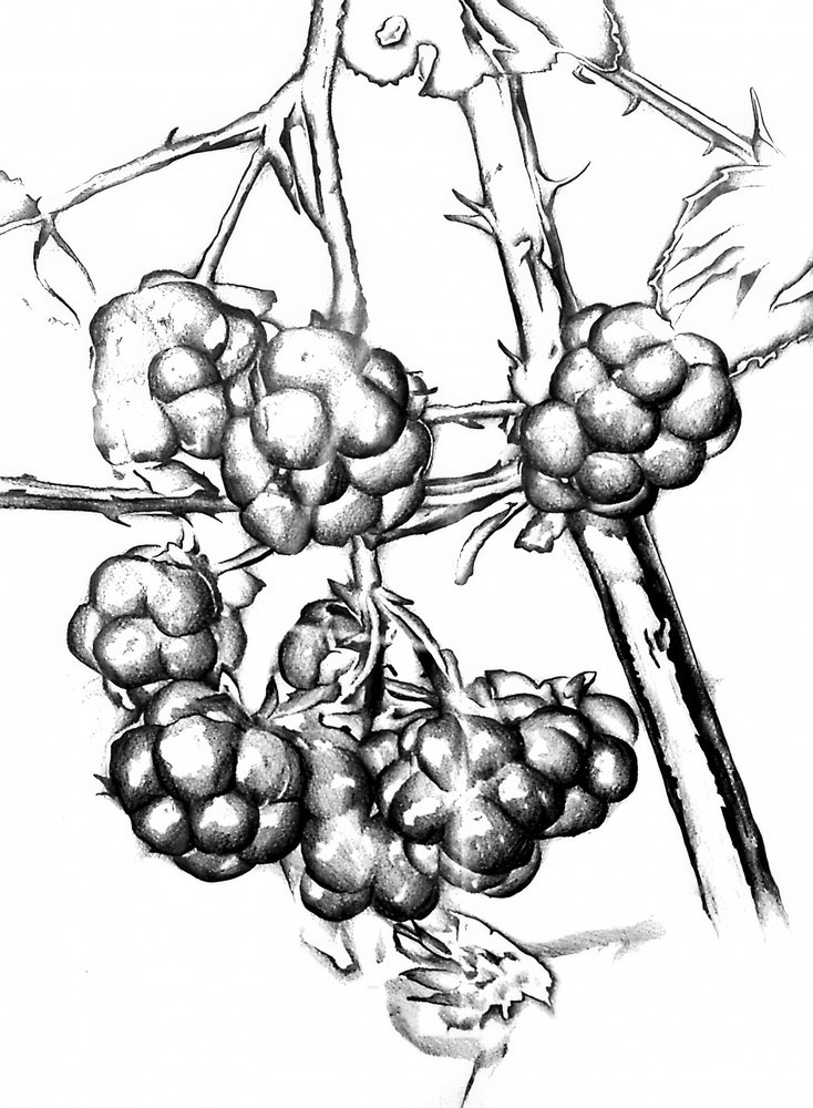 Ripe Wild Berries by Kulik