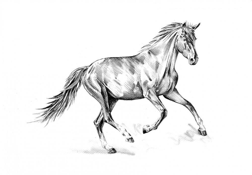 Spirited Horse Gallop by Kulik
