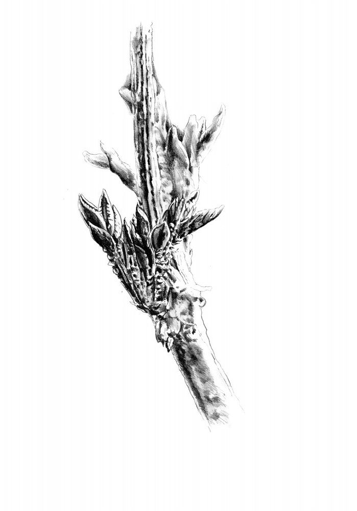 Spring Buds on Branch by Kulik