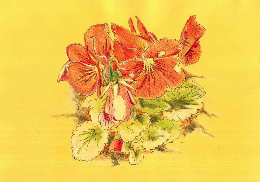 Vibrant Orange Pansies by Kulik