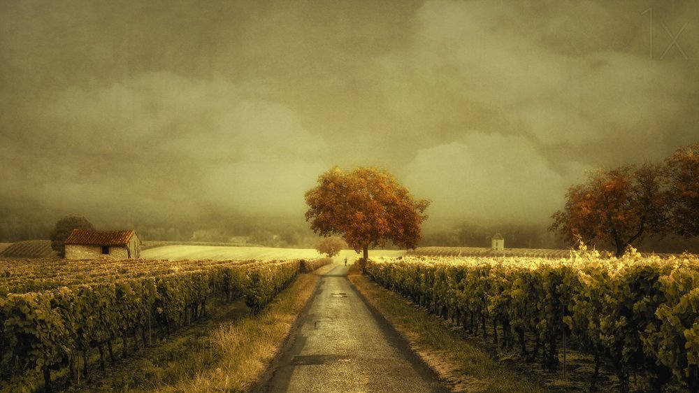 Autumn Vineyard Road by Lars van de Goor †
