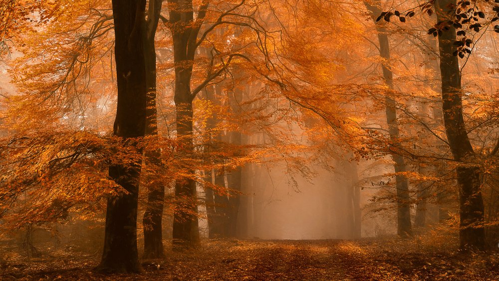 Misty Autumn Forest Path by Lars van de Goor †