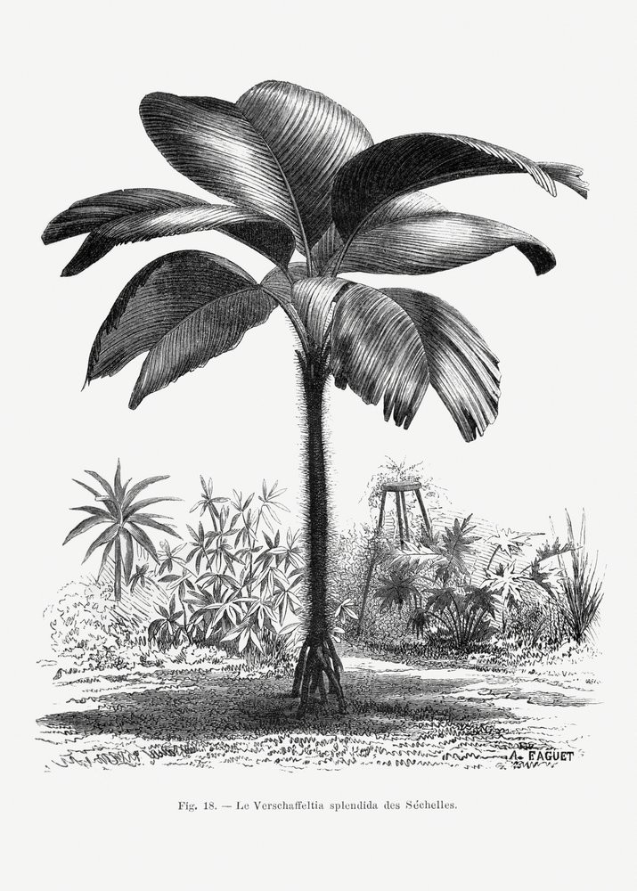 Vintage Palm Tree Drawing III by Les Palmiers Histoire Iconographique