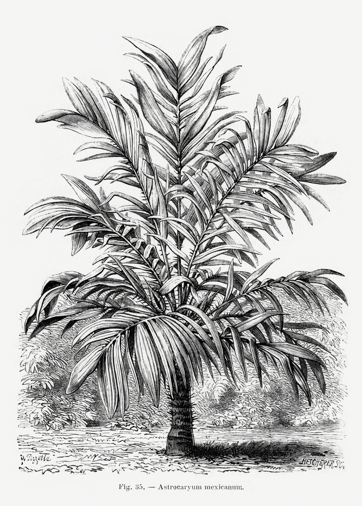 Vintage Palm Tree Drawing IX by Les Palmiers Histoire Iconographique