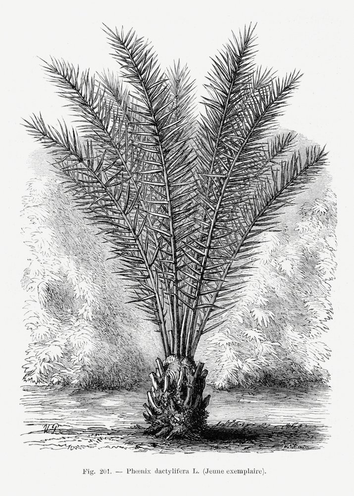 Vintage Palm Tree Drawing XIII by Les Palmiers Histoire Iconographique