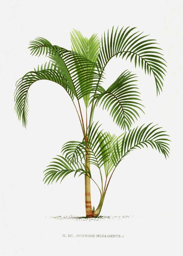 Hyophorbe I by Les Palmiers Histoire Iconographique