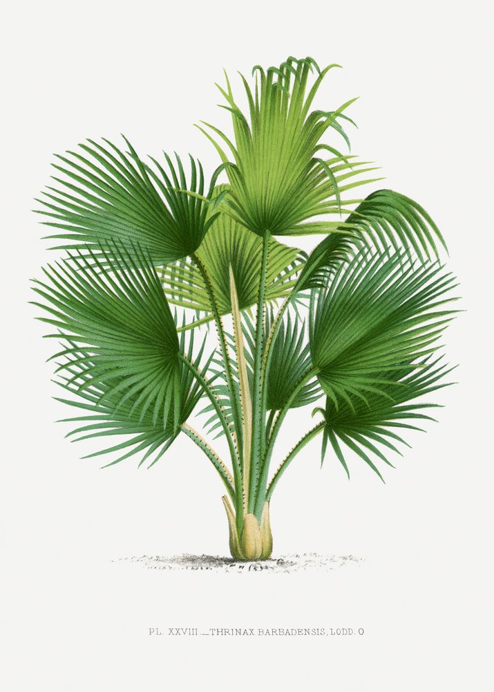 Thrinax B by Les Palmiers Histoire Iconographique