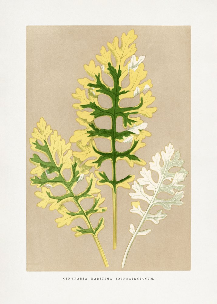 Cineraria Maritima Fairbairnianum Leaf Illustration by Les Plantes a Feuillage Colore