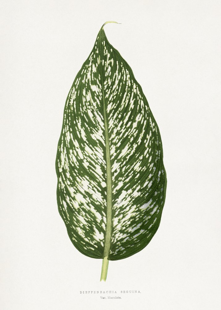 Dieffenbachia Seguina Leaf Illustration by Les Plantes a Feuillage Colore