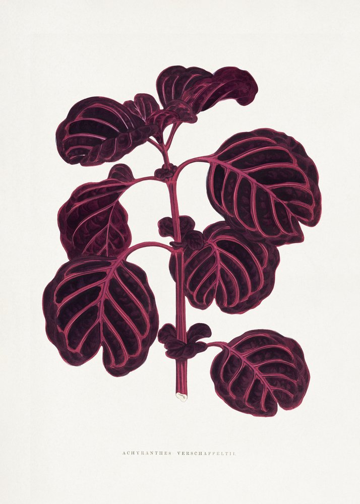 Pink Achyranthes Verschaffeltii Leaf Illustration by Les Plantes a Feuillage Colore