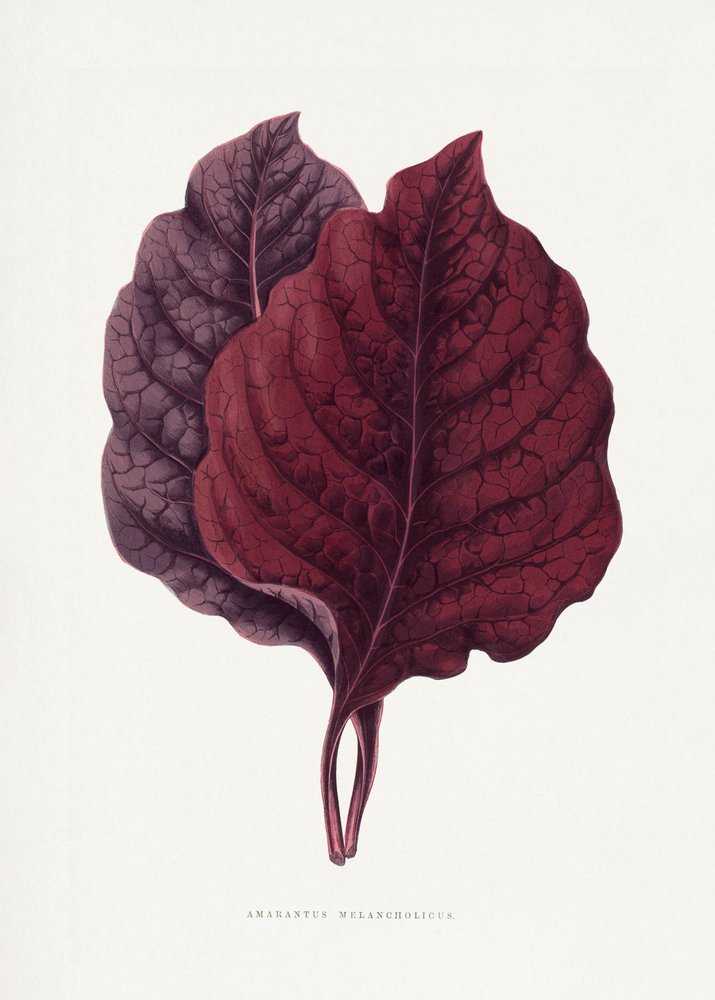 Pink Amarantus Leaf Illustration by Les Plantes a Feuillage Colore