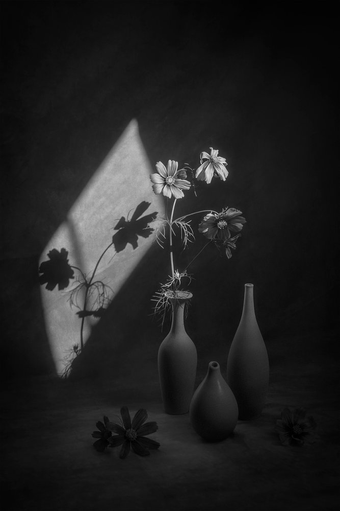 Cosmos Still Life Shadow by Lydia Jacobs