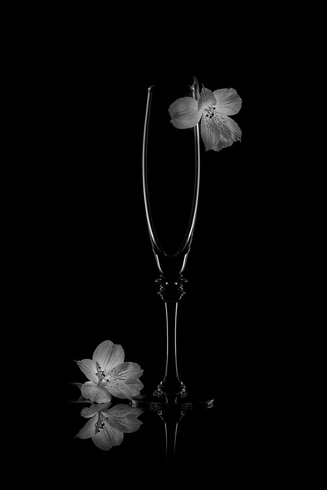 Delicate Bloom Reflection by Lydia Jacobs