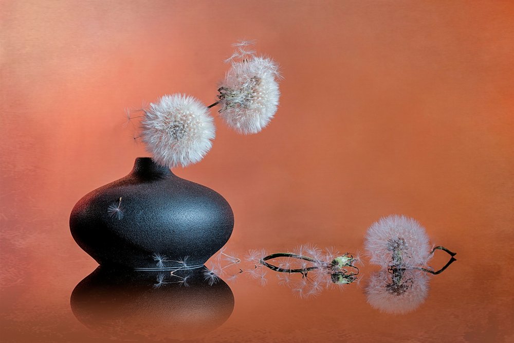 Delicate Dandelion Still Life by Lydia Jacobs