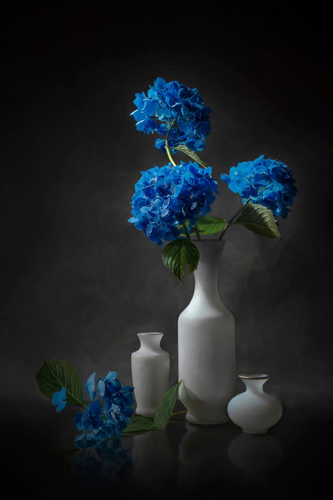Elegant Blue Hydrangeas by Lydia Jacobs