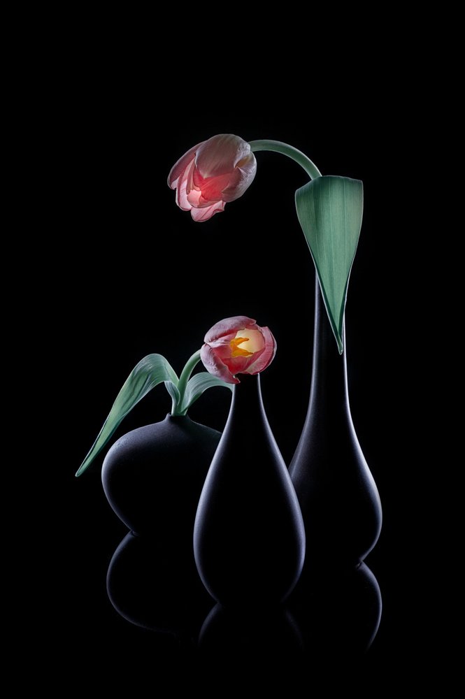 Elegant Glowing Tulips by Lydia Jacobs