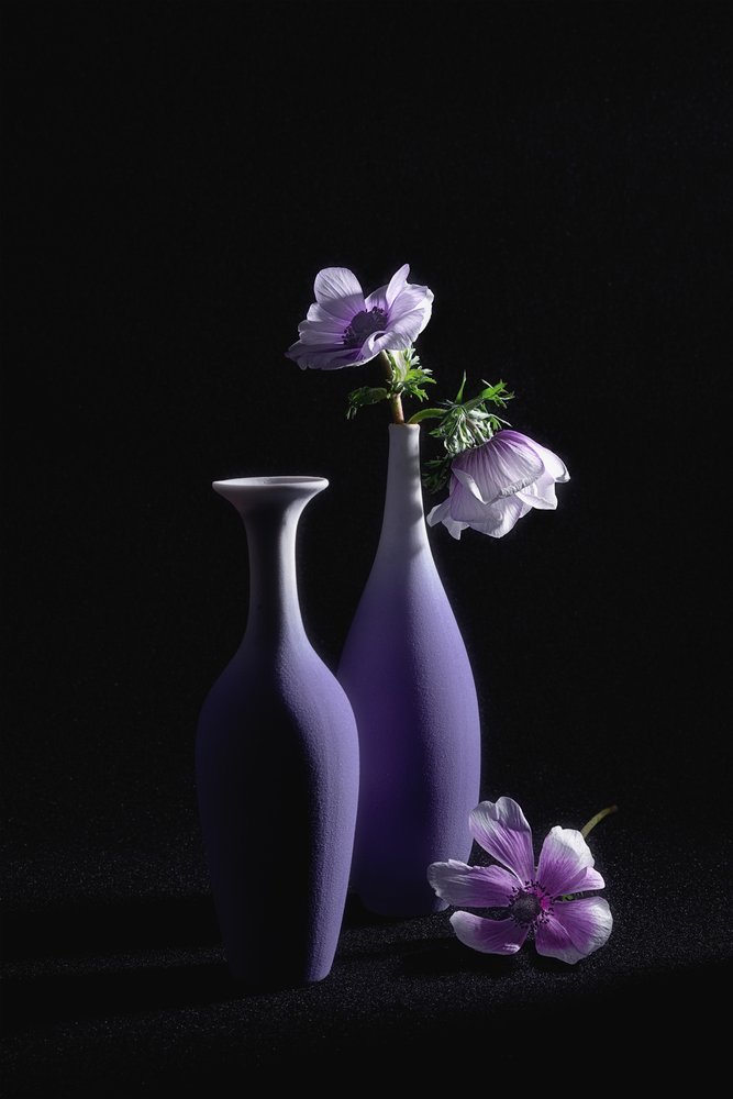 Elegant Purple Anemones by Lydia Jacobs
