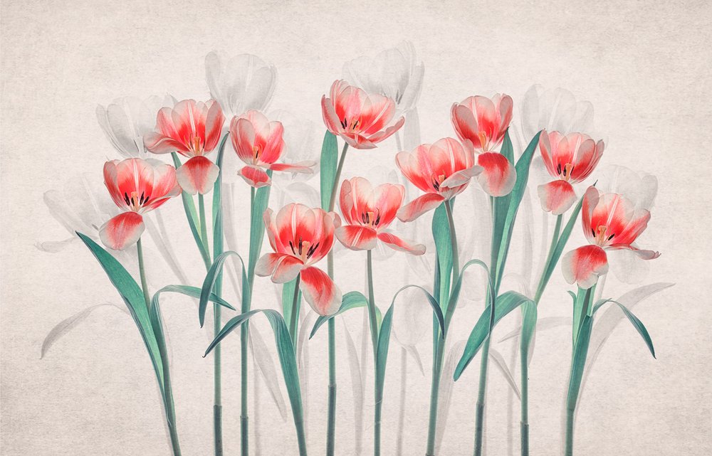 Ethereal Pink Tulips by Lydia Jacobs
