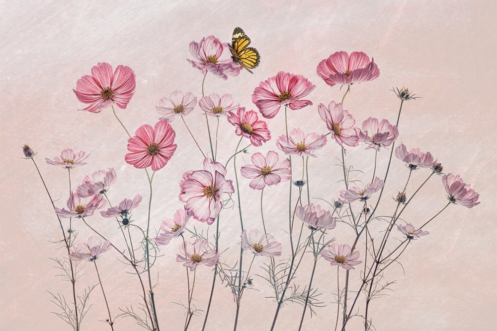 Pink Cosmos Butterfly by Lydia Jacobs