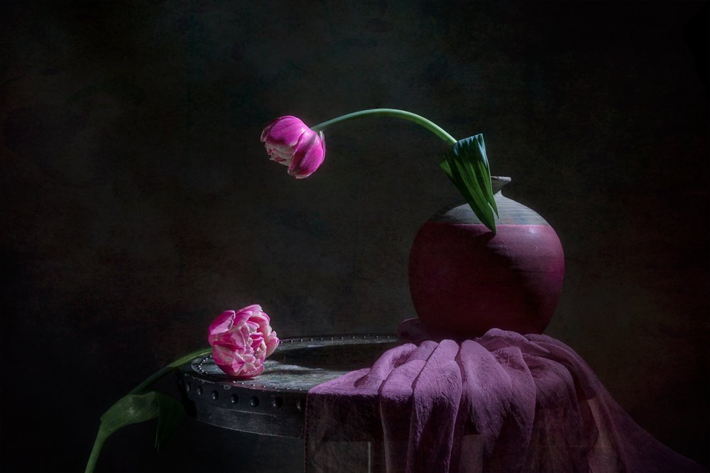 Pink Tulips Still Life by Lydia Jacobs