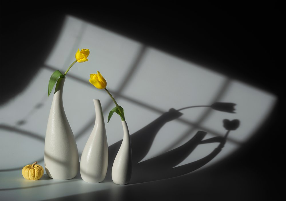 Sunlit Tulips and Shadows by Lydia Jacobs