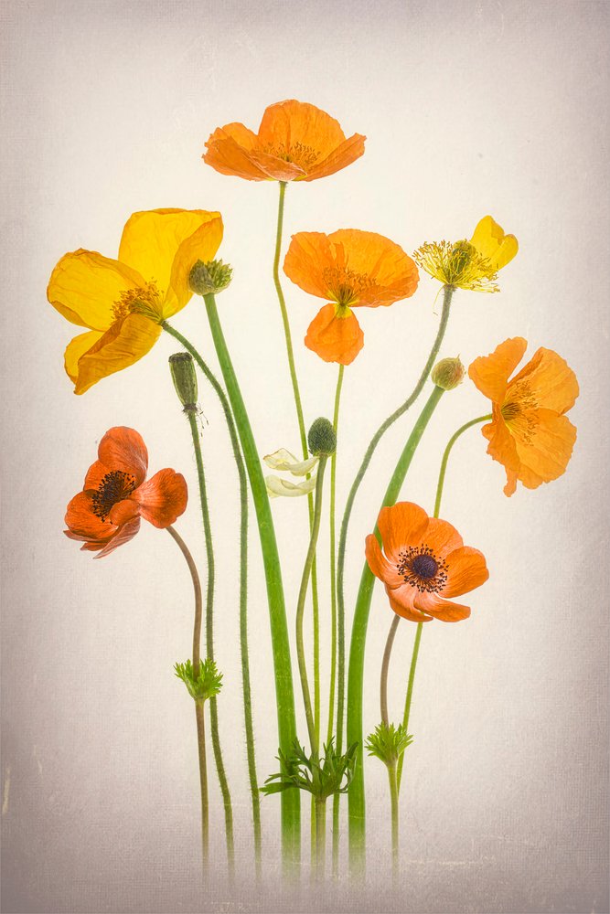 Vibrant Poppies Bouquet by Lydia Jacobs