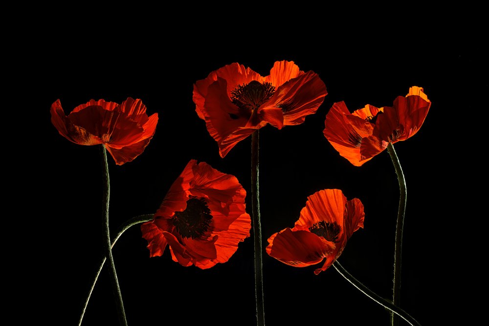 Vibrant Red Poppies by Lydia Jacobs