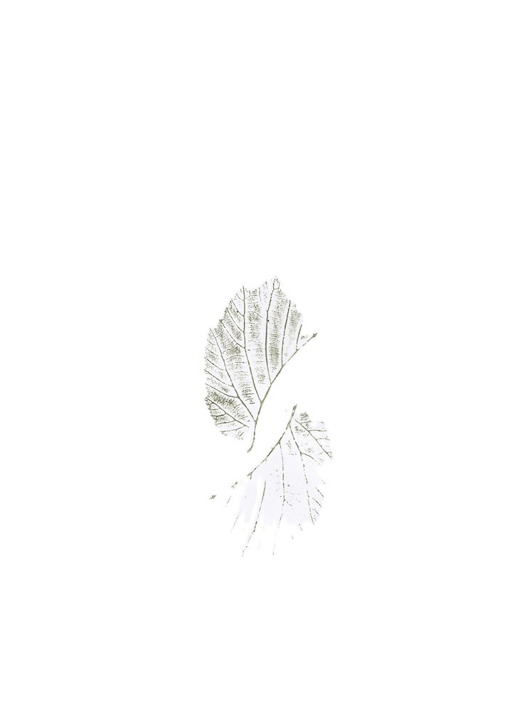 Delicate Leaf Veins by Maira Ribena