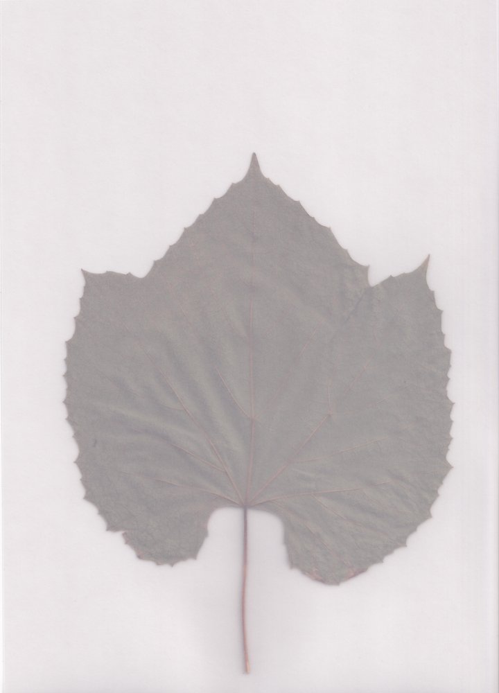 Muted Leaf Study by Maira Ribena