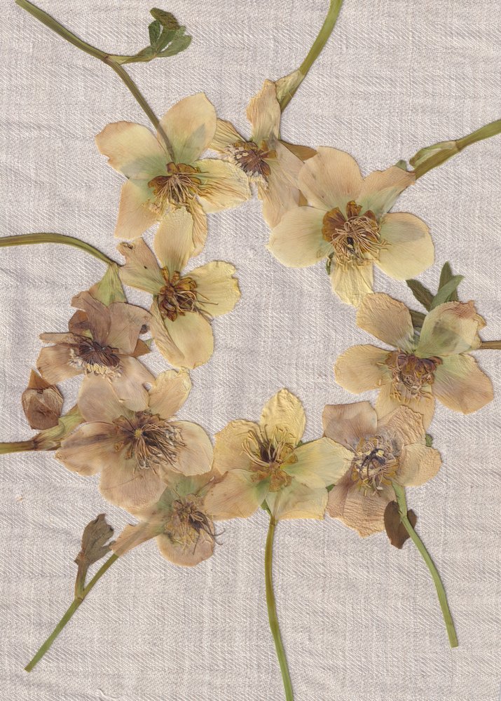 Pressed Flower Wreath by Maira Ribena